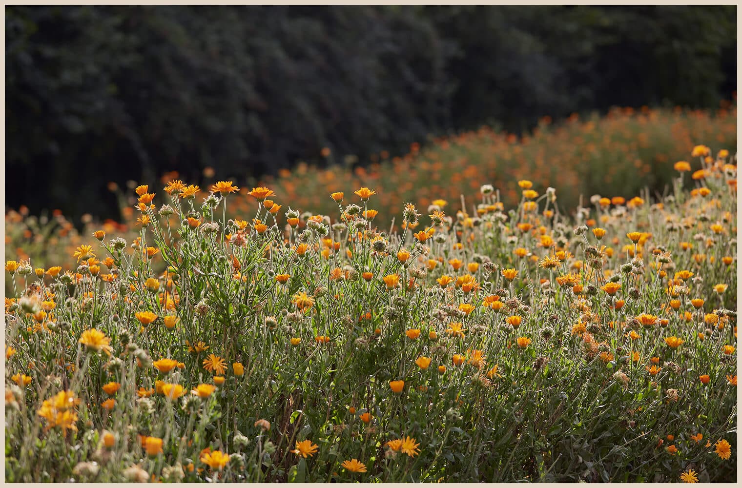 Flower field